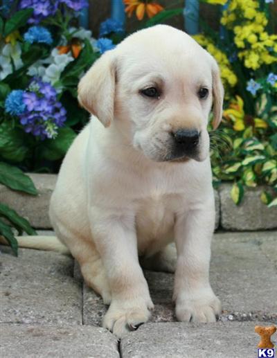 Labrador Retriever Puppies for Sale