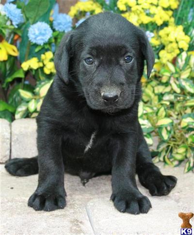 Labrador Retriever Puppies for Sale