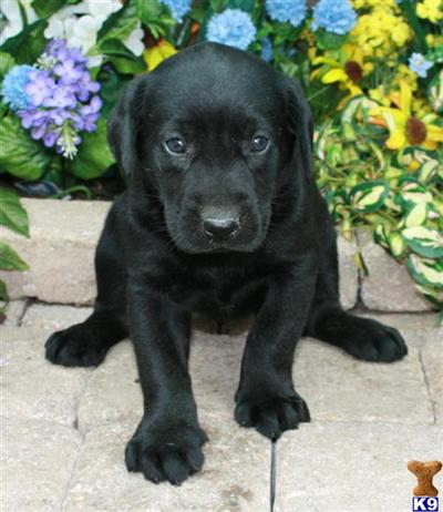 Labrador Retriever Puppies for Sale