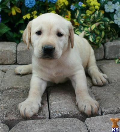 Labrador Retriever Puppies for Sale
