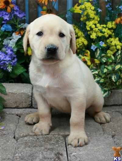 Labrador Retriever Puppies for Sale
