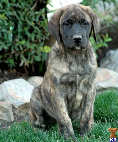 Mastiff Puppies for Sale