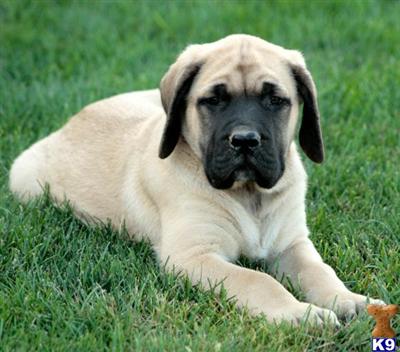 Mastiff Puppies for Sale