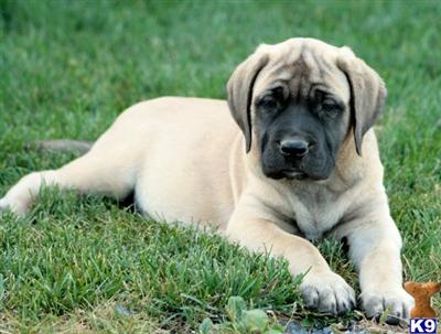 Mastiff Puppies for Sale