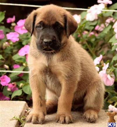Mastiff Puppies for Sale