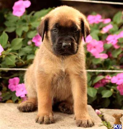 Mastiff Puppies for Sale