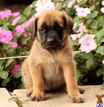 Mastiff Puppies for Sale