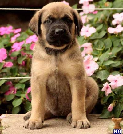 Mastiff Puppies for Sale