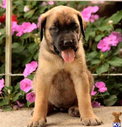 Mastiff Puppies for Sale
