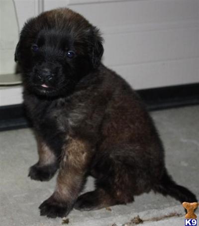 Mastiff Puppies for Sale