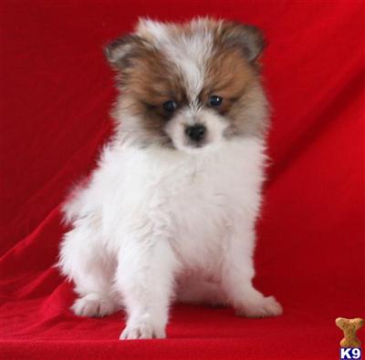 Pomeranian Puppies for Sale