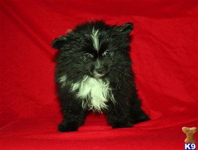 Pomeranian Puppies for Sale