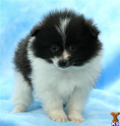 Pomeranian Puppies for Sale