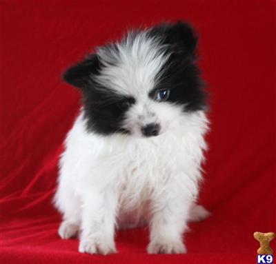 Pomeranian Puppies for Sale