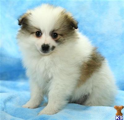 Pomeranian Puppies for Sale