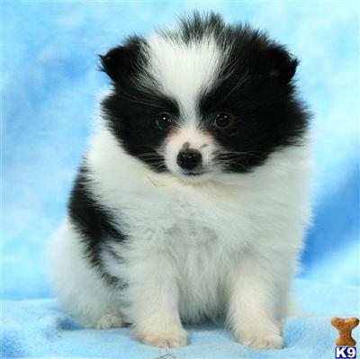 Pomeranian Puppies for Sale