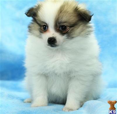 Pomeranian Puppies for Sale