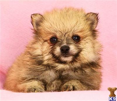 Pomeranian Puppies for Sale