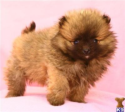Pomeranian Puppies for Sale