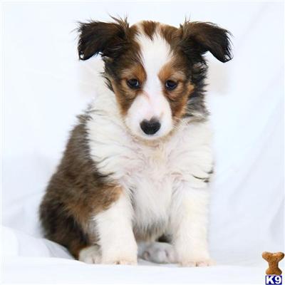 Shetland Sheepdog Puppies for Sale
