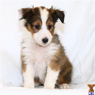 Shetland Sheepdog Puppies for Sale