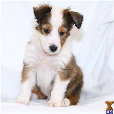 Shetland Sheepdog Puppies for Sale