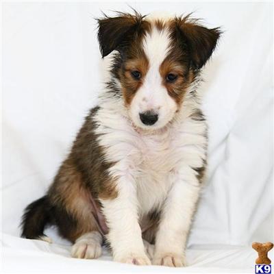 Shetland Sheepdog Puppies for Sale