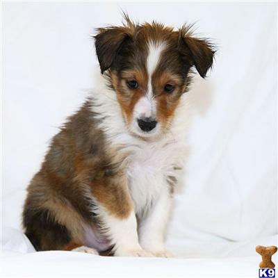 Shetland Sheepdog Puppies for Sale