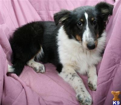 Shetland Sheepdog Puppies for Sale