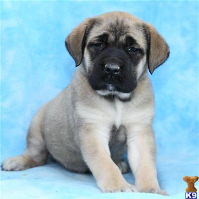 Mastiff Puppies for Sale
