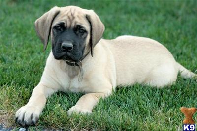 Mastiff Puppies for Sale