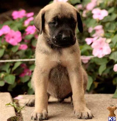 Mastiff Puppies for Sale
