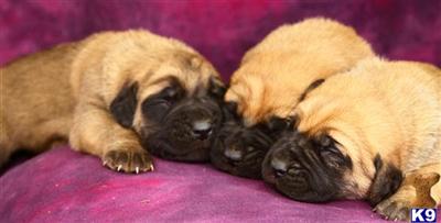Mastiff Puppies for Sale