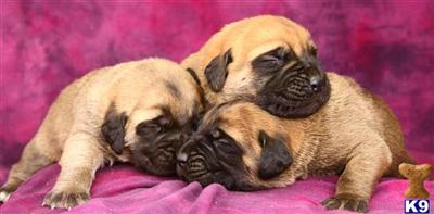 Mastiff Puppies for Sale