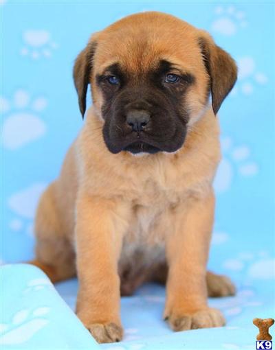 Mastiff Puppies for Sale