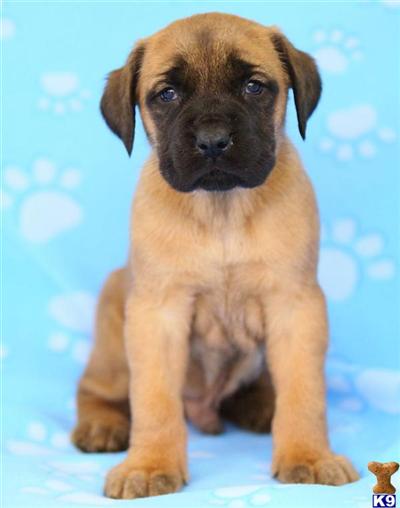 Mastiff Puppies for Sale
