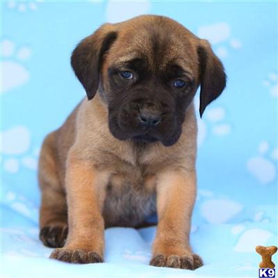 Mastiff Puppies for Sale