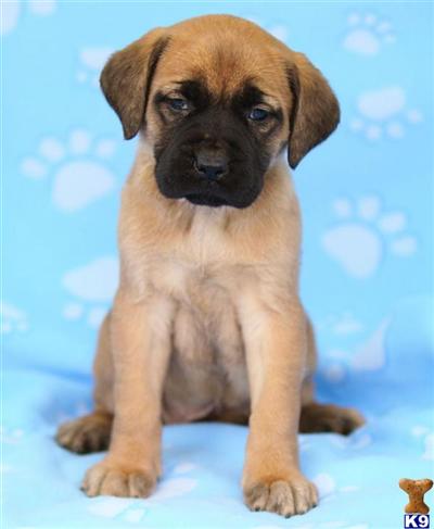 Mastiff Puppies for Sale