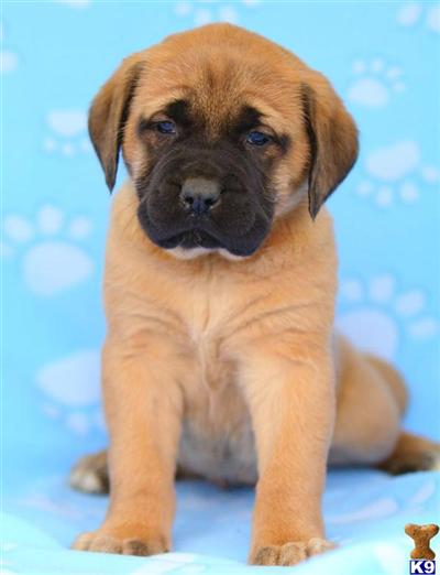Mastiff Puppies for Sale