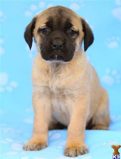 Mastiff Puppies for Sale