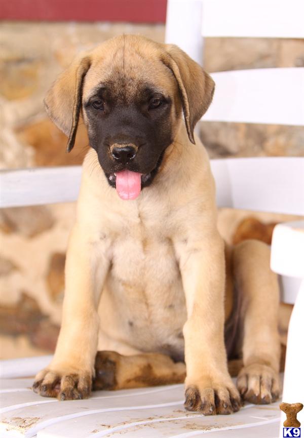 Mastiff Puppies