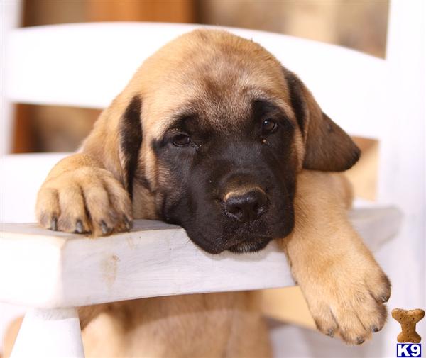 Mastiff Puppies