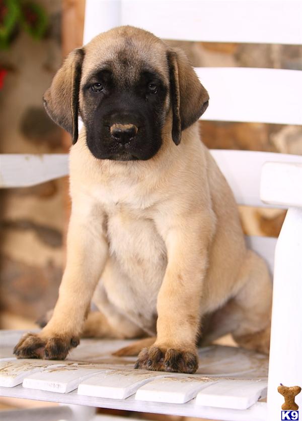 Mastiff Puppies