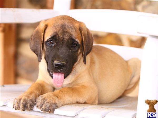 Mastiff Puppies