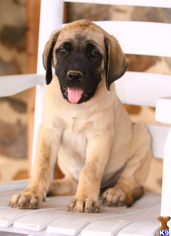 Mastiff Puppies