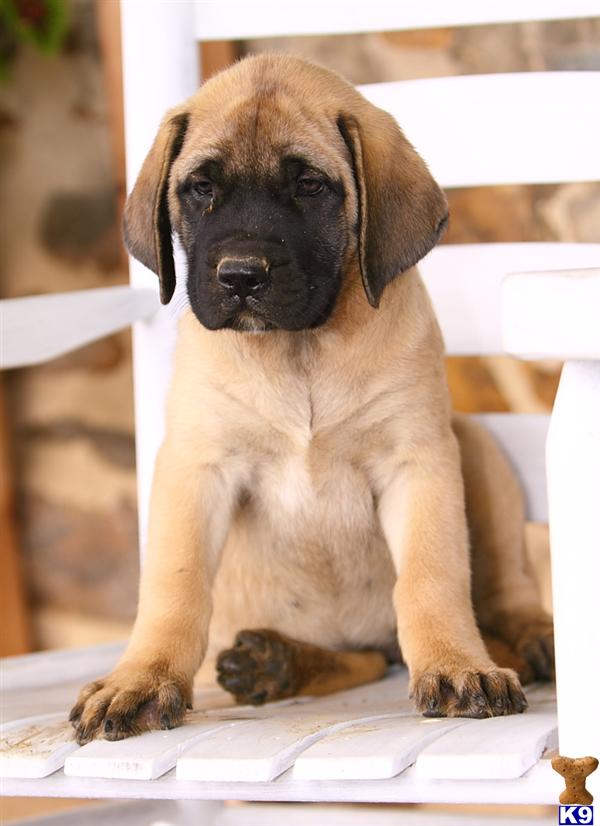 Mastiff Puppies