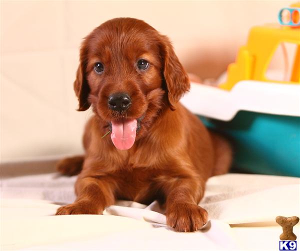 Irish Setter Puppies