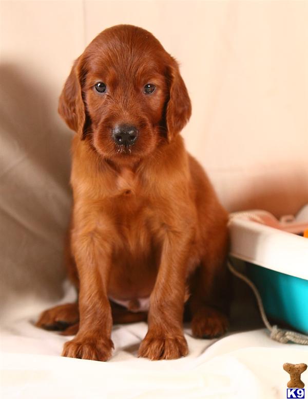 Irish Setter Puppies