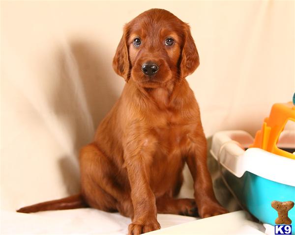 Irish Setter Puppies