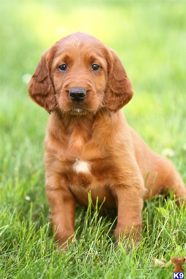 Irish Setter Puppies